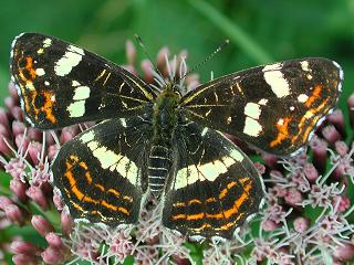 Landkrtchen   Araschnia levana  Map Butterfly  (25435 Byte)