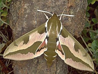 Wolfsmilchschwrmer Hyles euphorbiae Spurge Hawk-moth (18785 Byte)