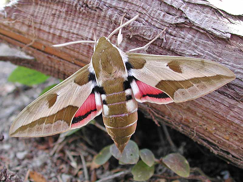 Wolfsmilchschwrmer Hyles euphorbiae Spurge Hawk-moth