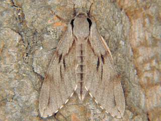 Sphinx pinastri  Kiefernschwärmer  Pine Hawk-moth