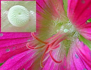 Ei Storchschnabel-Bläuling Polyommatus (Aricia) eumedon Geranium Argus