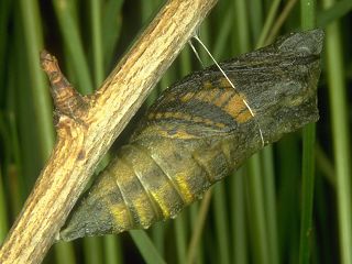 Schwalbenschwanz Papilio machaon Swallowtail   Puppe vor Schlupf