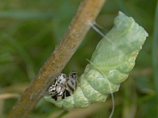 Schwalbenschwanz Papilio machaon Swallowtail   Verpuppungsvorgang