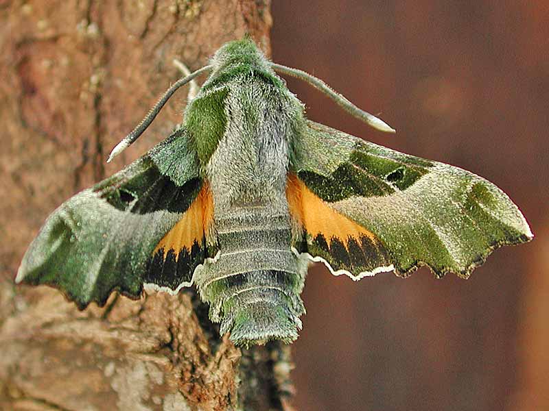 Nachtkerzenschwrmer Proserpinus proserpina Willowherb Hawk-moth