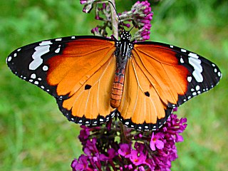 Afrikanischer Monarch Danaus (Anosia) chrysippus Plain Tiger Schmetterlinge und Raupen Sdeuropas Griechenland Italien Sdfrankreich Spanien Portugal Korsika Sardinien Kroatien Schmetterling