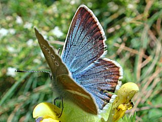 Männchen Weißdolch-Bläuling   Polyommatus ( Agrodiaetus ) damon   Damon Blue  (26009 Byte)