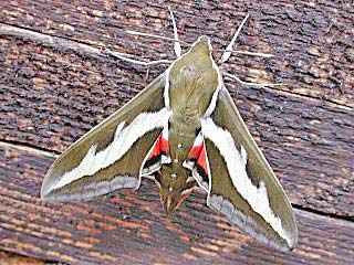 Labkrautschwrmer   Hyles gallii   Bedstraw Hawk-moth   (38205 Byte)
