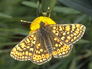 Goldener Scheckenfalter Skabiosen-Scheckenf. Euphydryas aurinia Marsh Fritillary