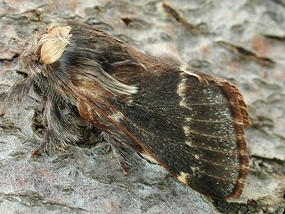 Kleine Pappelglucke   Poecilocampa populi   December Moth (34412 Byte)
