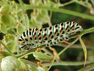 Schwalbenschwanz Papilio machaon Swallowtail  Halberwachsene Raupe