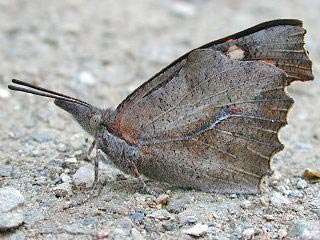 Zrgelbaum-Schnauzenfalter  Libythea celtis  Nettle-Tree Butterfly(25601 Byte)