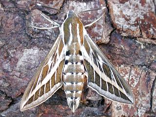Linienschwrmer  Hyles livornica  Striped Hawk-moth Schmetterlinge und Raupen Sdeuropas Griechenland Italien Sdfrankreich Spanien Portugal Korsika Sardinien Kroatien Schmetterling
