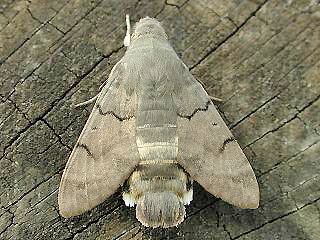 Kolibri - Falter Taubenschwnzchen Macroglossum stellatarum Humming-bird Hawk-moth (15311 Byte)