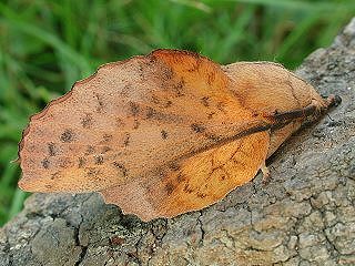 Pappelglucke  Gastropacha populifolia