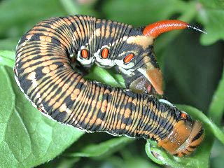 Raupe Windenschwrmer Agrius convolvuli Convolvulus Hawk-moth Teneriffa Fuerteventura Gran Canaria Lanzarote La Palma La Gomera El Hierro