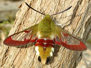 Hummelschwrmer Hemaris fuciformis Broad-bordered Bee Hawk-moth (9303 Byte)