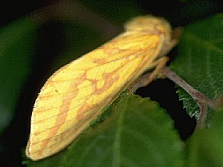 Hepialus humuli Groer Hopfen-Wurzelbohrer Ghost Moth