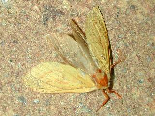 Hepialus humuli Groer Hopfen-Wurzelbohrer Ghost Moth