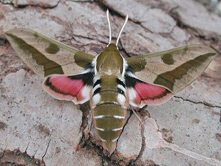 Wolfsmilchschwrmer Hyles euphorbiae Spurge Hawk-moth