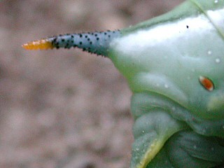 Stachel der Raupe Taubenschwnzchen Kolibri - Schwrmer Macroglossum stellatarum Humming-bird Hawk-moth Wanderfalter