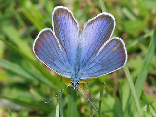 Mnnchen Rotklee-Bluling Violetter Wald-Bluling Polyommatus semiargus Mazarine Blue