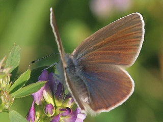 Weibchen Rotklee-Bluling Violetter Wald-Bluling Polyommatus semiargus Mazarine Blue