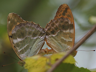 Paarung Kaisermantel  Argynnis paphia Silver-washed Fritillary 