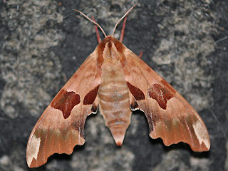 Lindenschwrmer Mimas tiliae Lime Hawk-moth
