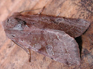Orthosia incerta Variable Ktzcheneule Clouded Drab
