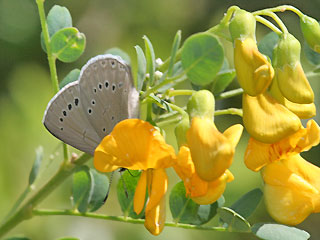 Weibchen Blasenstrauch-Bläuling, Iolana iolas , Iolas Blue  an Gelbem Blasenstrauch Colutea arborescens