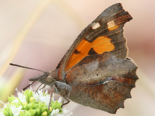 Zrgelbaum-Schnauzenfalter  Libythea celtis  Nettle-Tree Butterfly