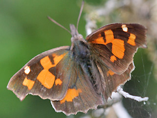 Zrgelbaum-Schnauzenfalter  Libythea celtis  Nettle-Tree Butterfly
