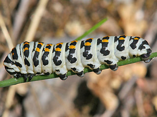 Raupe Sdlicher Schwalbenschwanz   Papilio alexanor   Southern Swallowtail