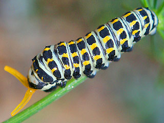 Raupe Sdlicher Schwalbenschwanz   Papilio alexanor   Southern Swallowtail