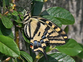 Sdlicher Schwalbenschwanz  Southern Swallowtail   Papilio alexanor
