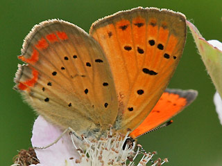 Mnnchen Lycaena ottomanus Grecian Copper Schmetterlinge und Raupen Sdeuropas Griechenland Italien Sdfrankreich Spanien Portugal Korsika Sardinien Kroatien Schmetterling