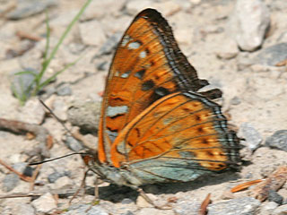 M�nnchen Gro�er Eisvogel Limenitis populi Poplar Admiral Form tremulae