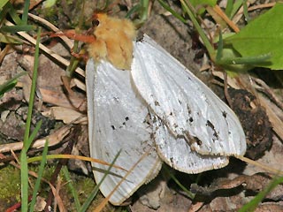 Mnnchen Hepialus humuli Groer Hopfen-Wurzelbohrer Ghost Moth