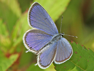 Mnnchen Kurzschwnziger Bluling Cupido ( Everes ) argiades Short-tailed Blue