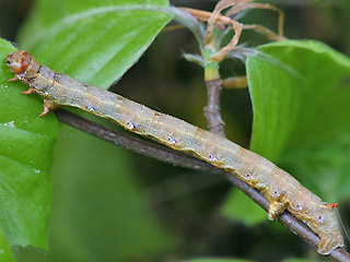Erwachsene Raupe Federfhler-Herbstspanner Colotois pennaria Feathered Thorn