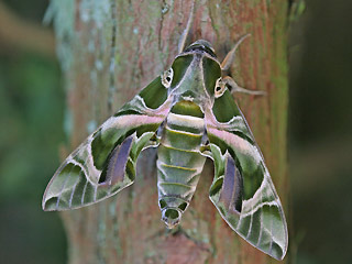 Oleanderschwrmer Daphnis nerii Oleander Hawk-moth