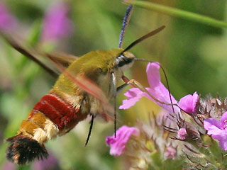 Hummelschwrmer Hemaris fuciformis Broad-bordered Bee Hawk-moth