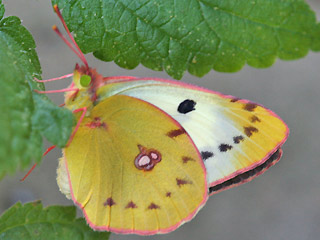 Weibchen Colias alfacariensis Hufeisenklee-Weiüling, Bergers Clouded Yellow