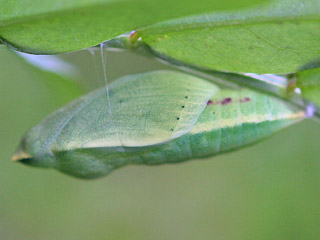 Puppe Colias alfacariensis Hufeisenklee-Weiüling, Bergers Clouded Yellow