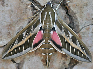 Linienschwrmer Hyles livornica Striped Hawk-moth