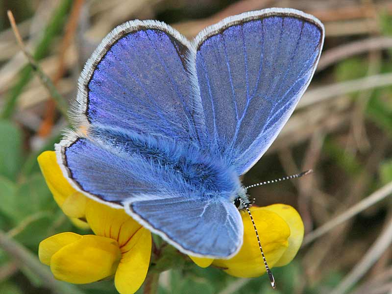 Hauhechel-Bluling Polyommatus  icarus Common Blue