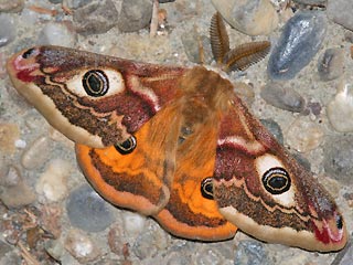 Männchen Kleines Nachtpfauenauge Saturnia ( Eudia ) pavonia Emperor Moth