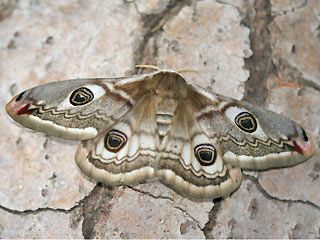 Weibchen Kleines Nachtpfauenauge Saturnia ( Eudia ) pavonia Emperor Moth
