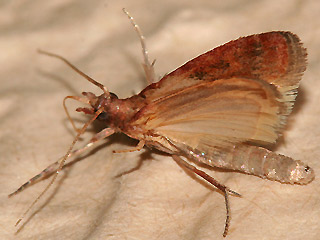 Plodia interpunctella Drrobstmotte Indian Meal Moth