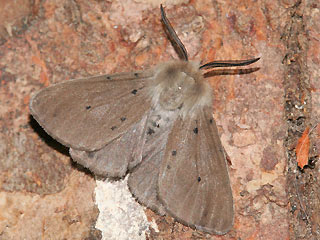 Mnnchen Diaphora mendica Grauer Fleckleibbr Muslin Moth
